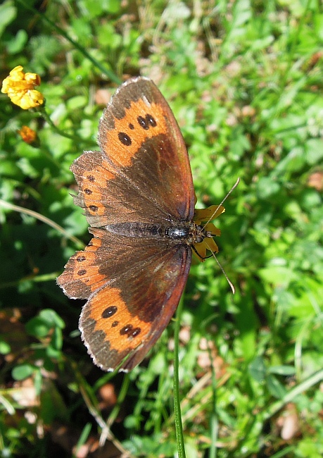 Erebia